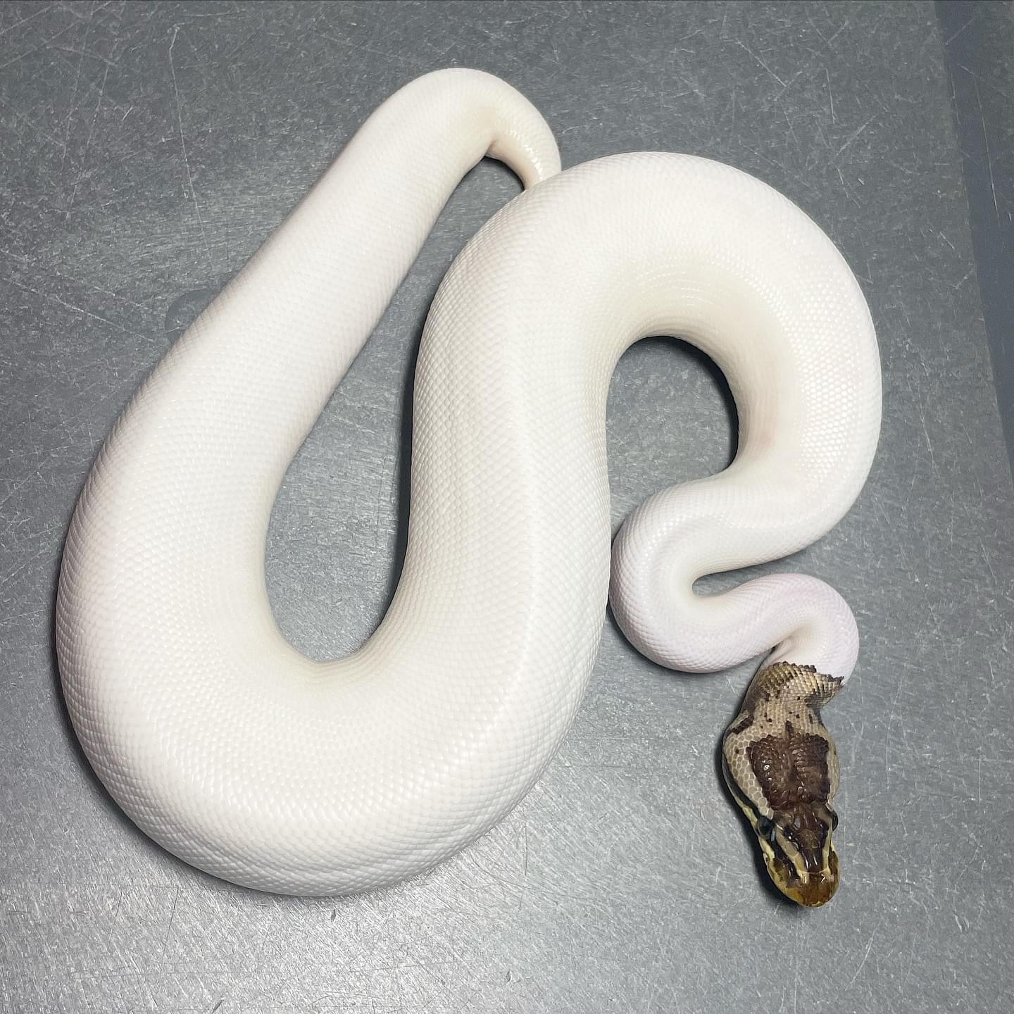 Pastel Leopard HRA Pied Male Ball Python