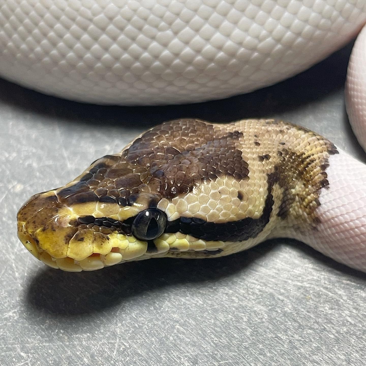 Pastel Leopard HRA Pied Male Ball Python