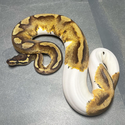 Enchi Pied Female Ball Python