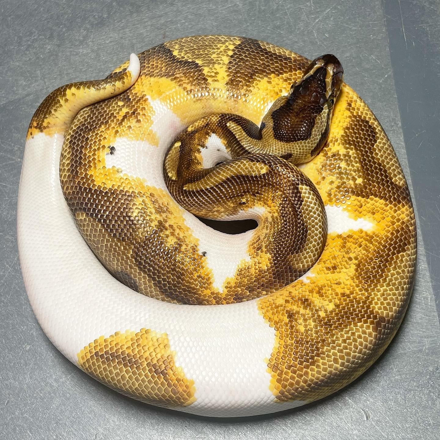 (Leopard) Enchi Yellowbelly/Asphalt Pied Male Ball Python