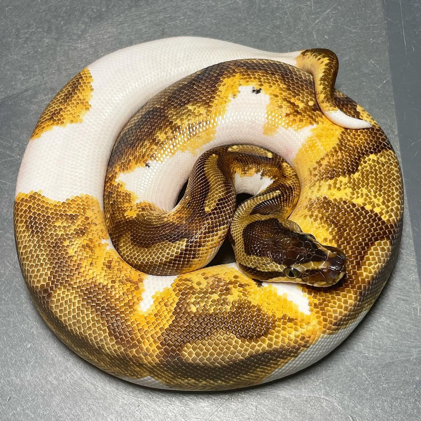 (Leopard) Enchi Yellowbelly/Asphalt Pied Male Ball Python