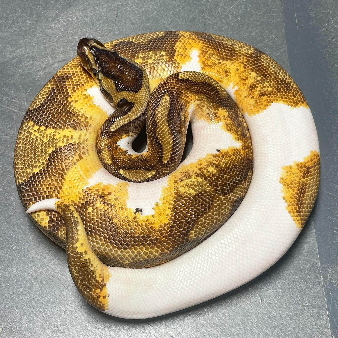 (Leopard) Enchi Yellowbelly/Asphalt Pied Male Ball Python