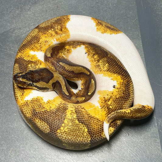 (Leopard) Enchi Yellowbelly/Asphalt Pied Male Ball Python