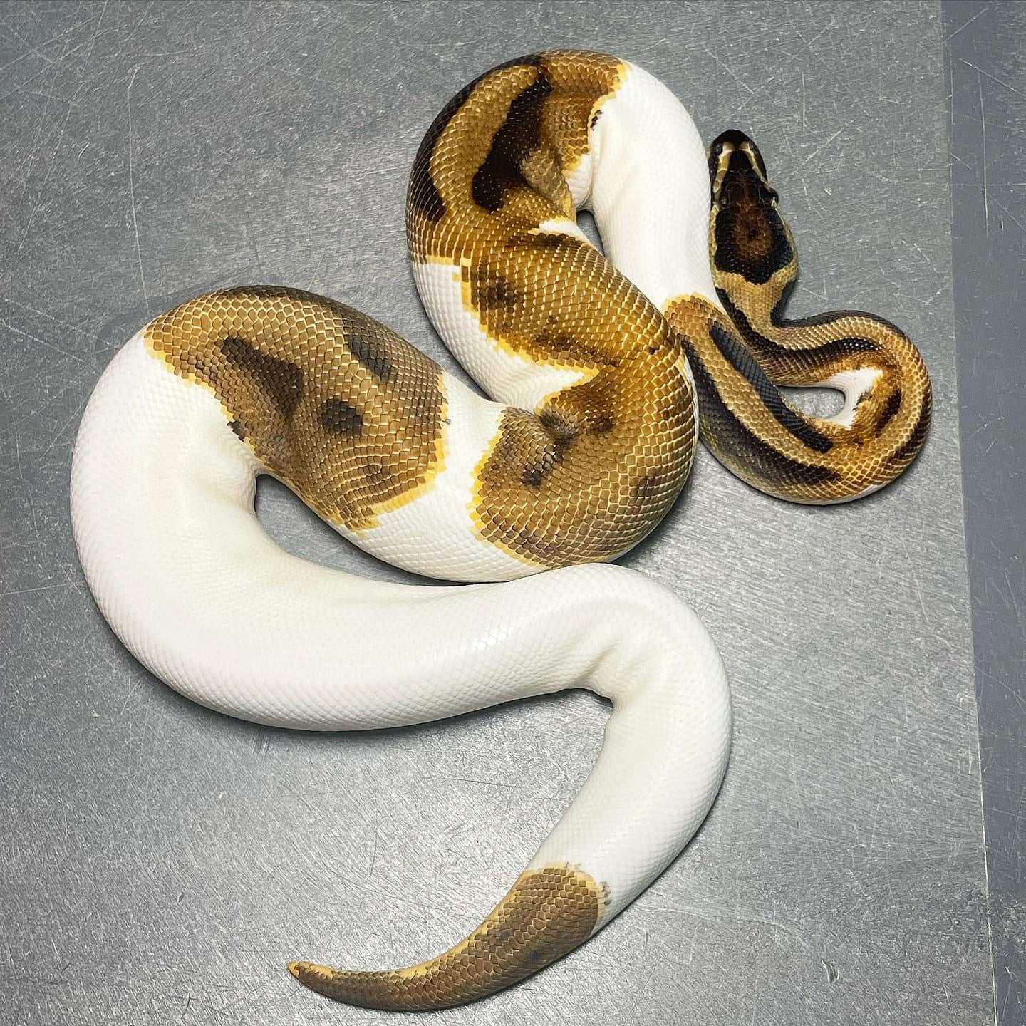 Enchi Pied possible Asphalt Male Ball Python