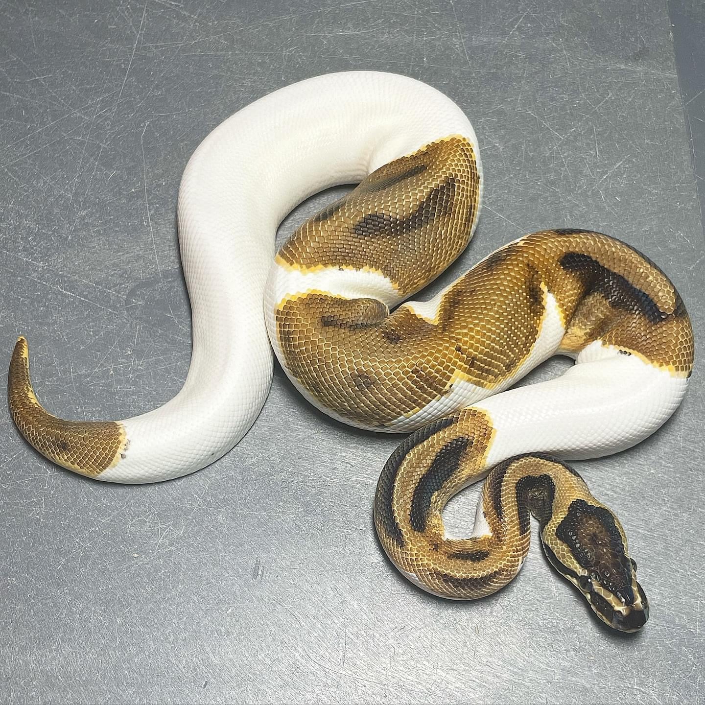 Enchi Pied possible Asphalt Male Ball Python