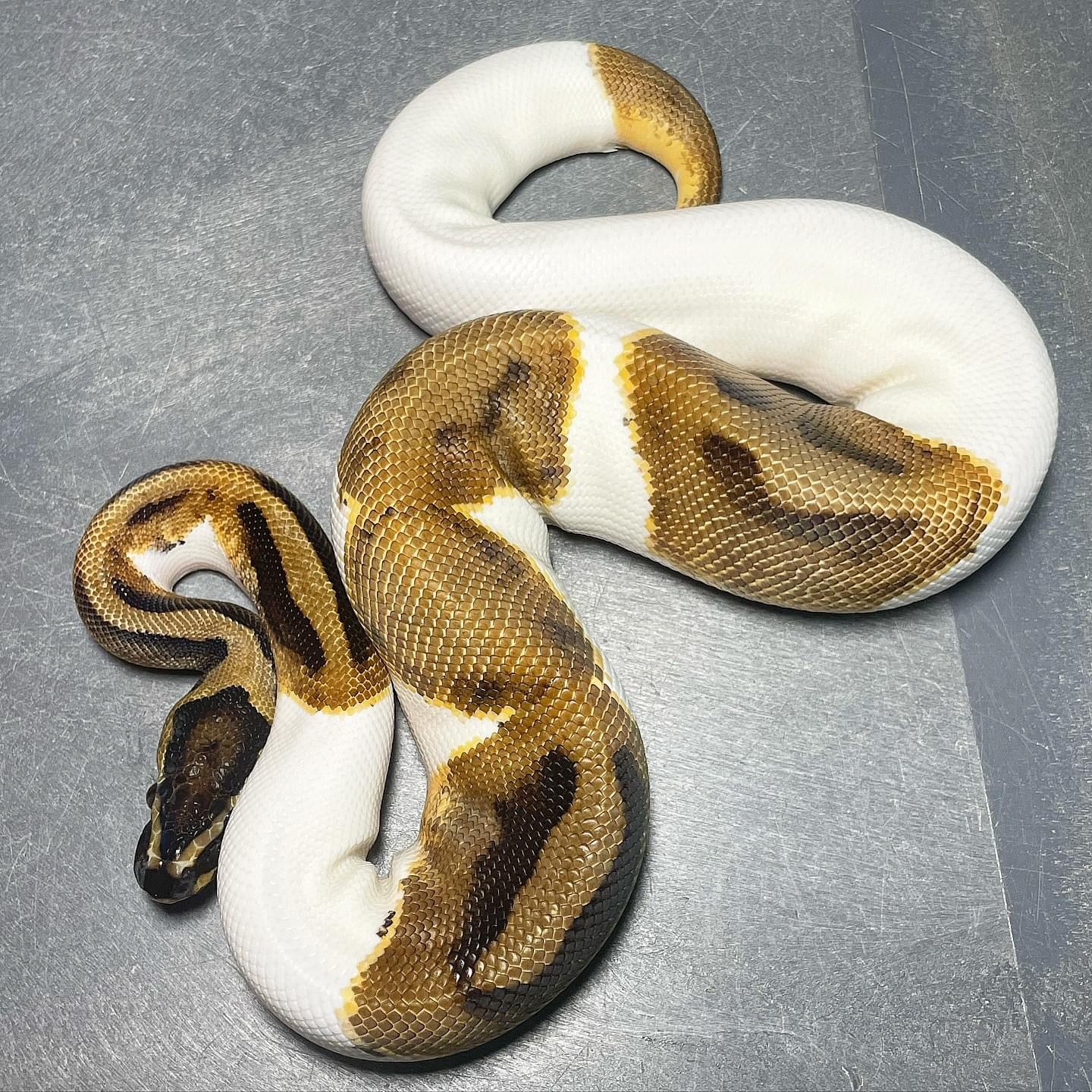 Enchi Pied possible Asphalt Male Ball Python