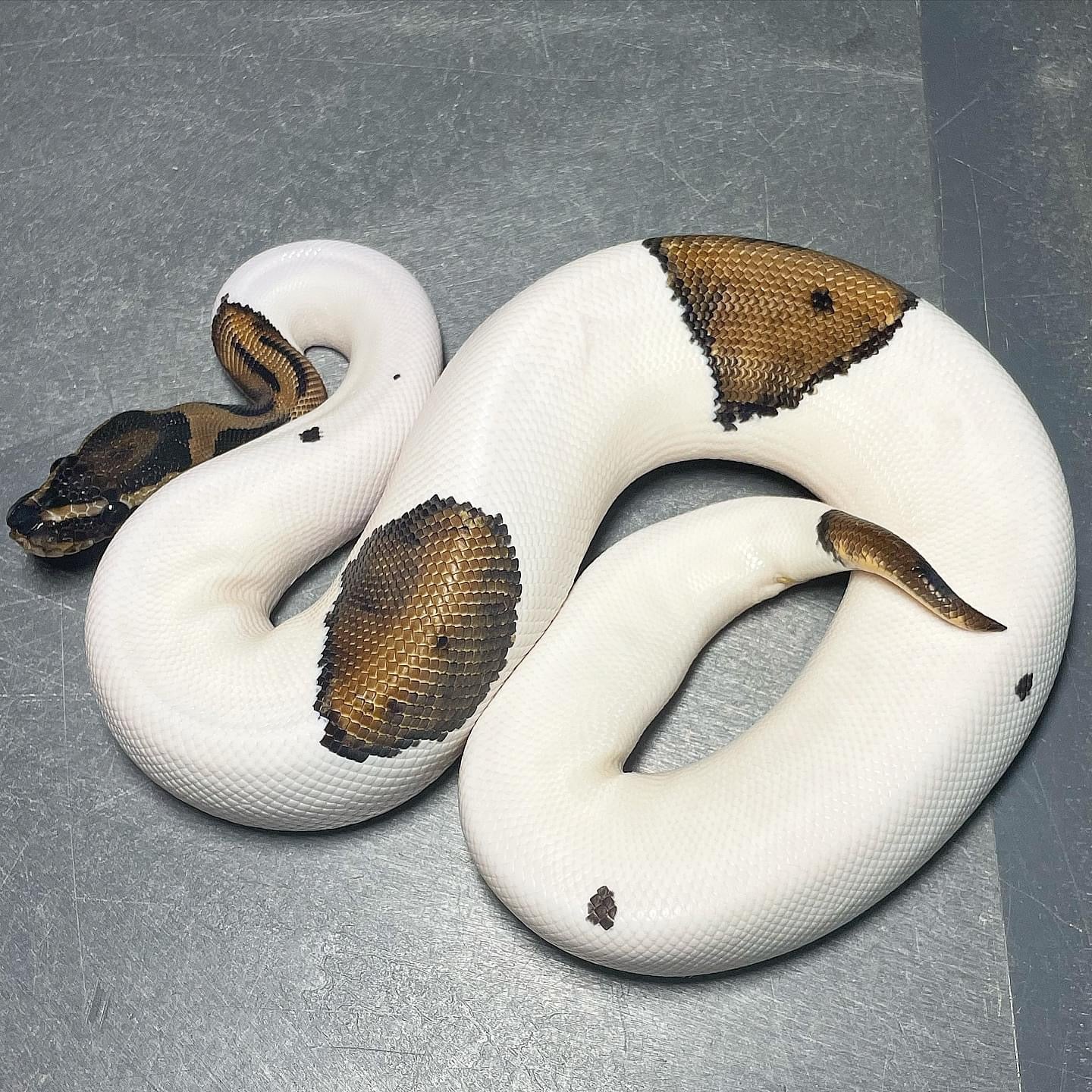 Pied possible Asphalt Male Ball Python