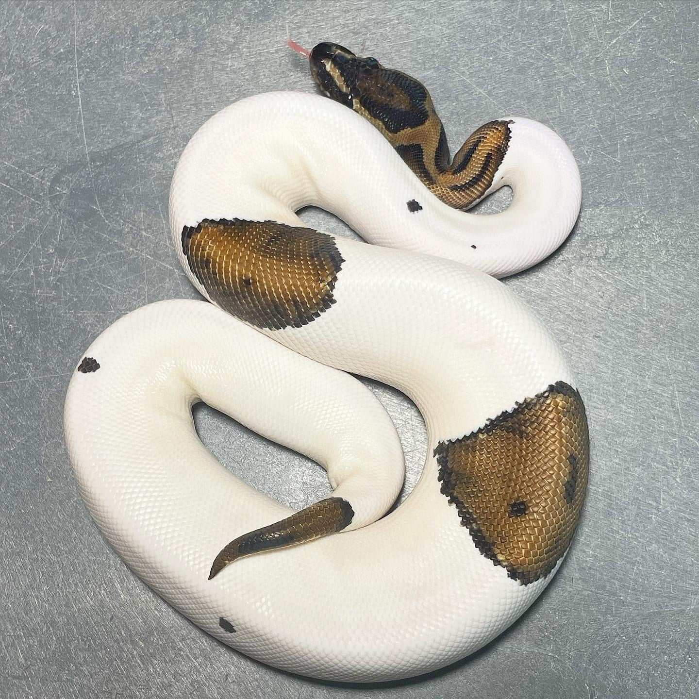 Pied possible Asphalt Male Ball Python