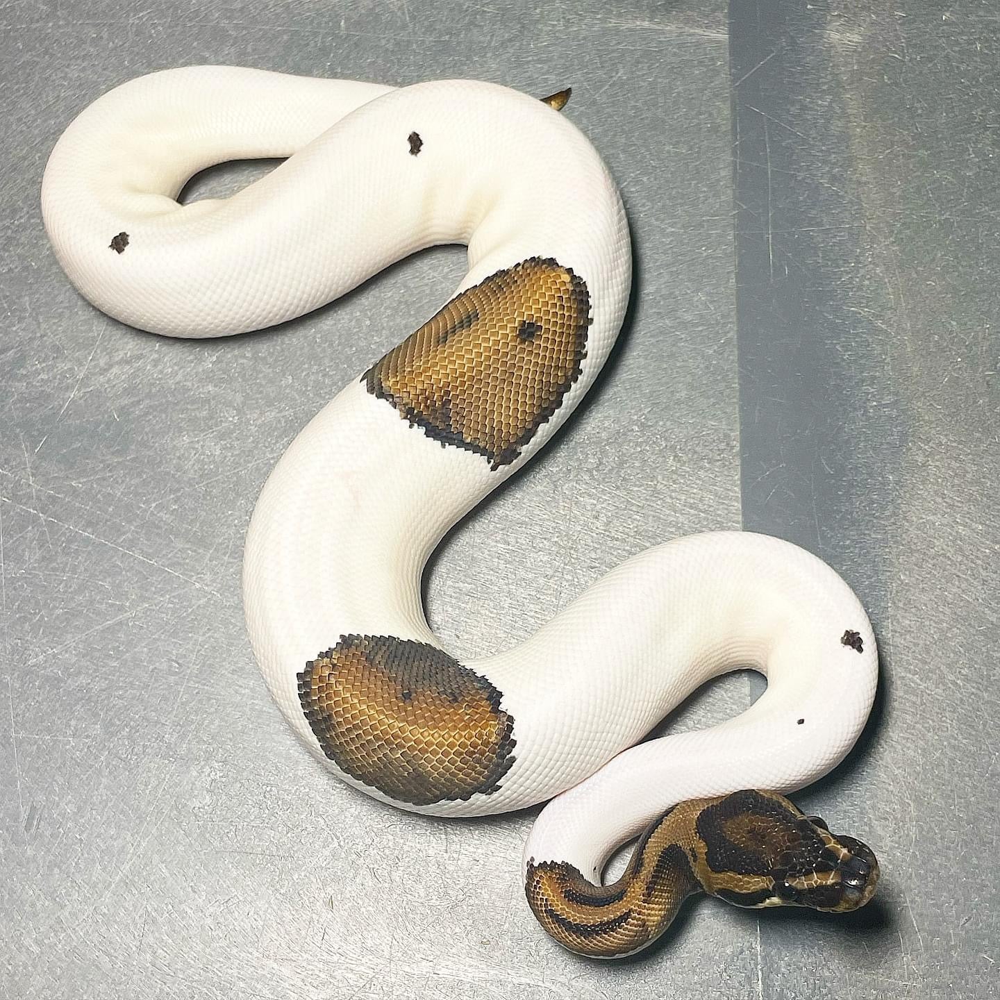 Pied possible Asphalt Male Ball Python