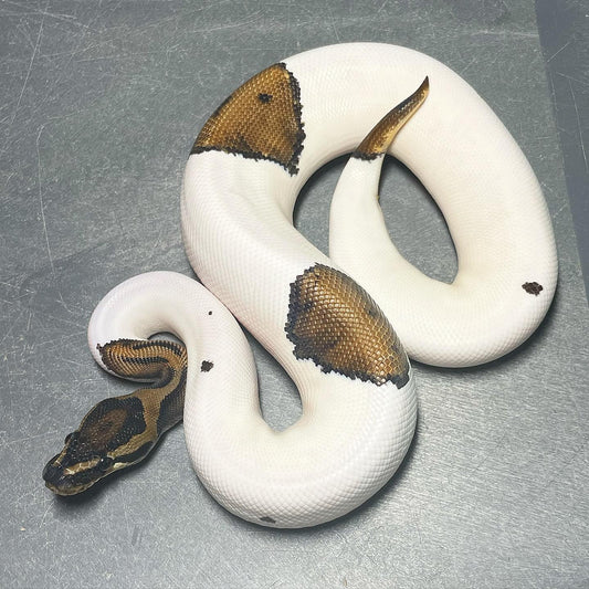 Pied possible Asphalt Male Ball Python