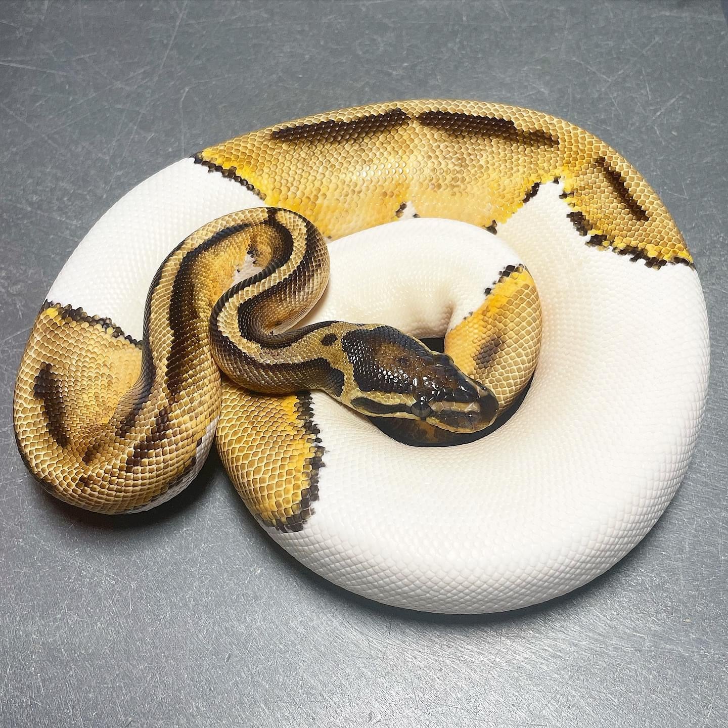 Orange Dream Pied Female Ball Python