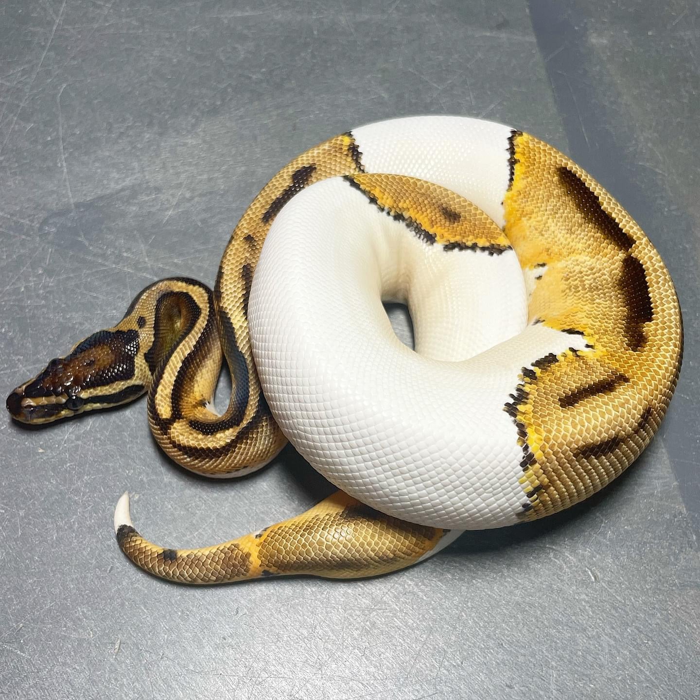 Orange Dream Pied Female Ball Python