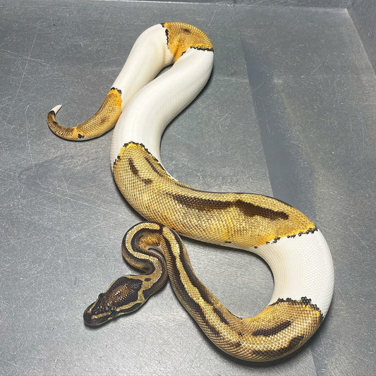 Orange Dream Pied Female Ball Python