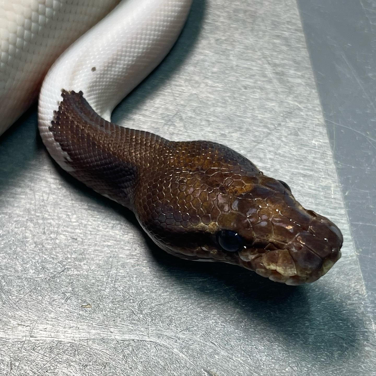 Leopard Mojave Pied Het Lavender Female Ball Python