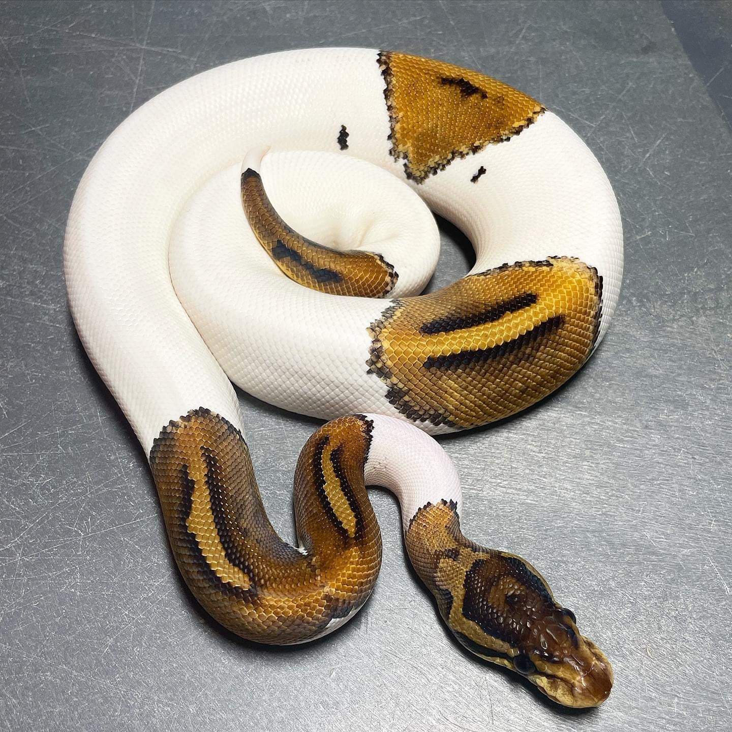 (Leo/Super Leo) HRA Pied Female Ball Python