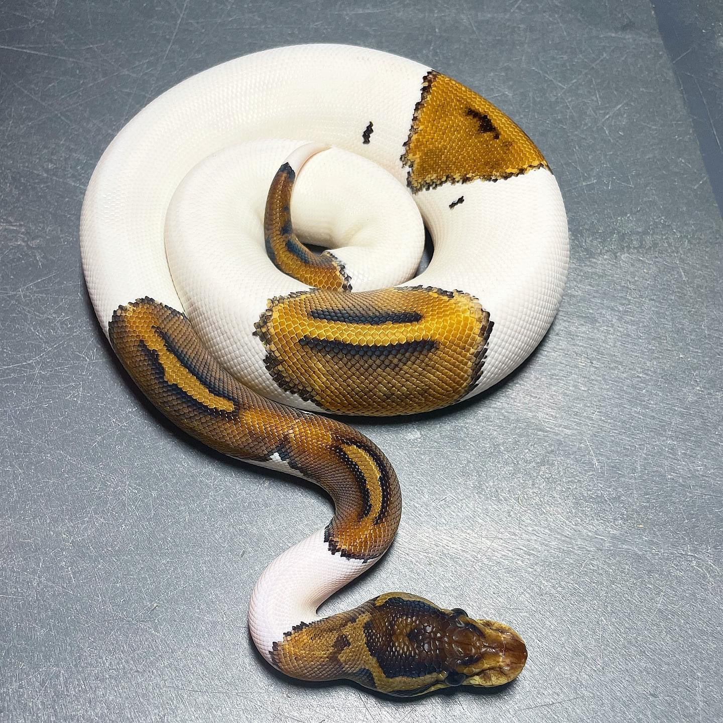 (Leo/Super Leo) HRA Pied Female Ball Python