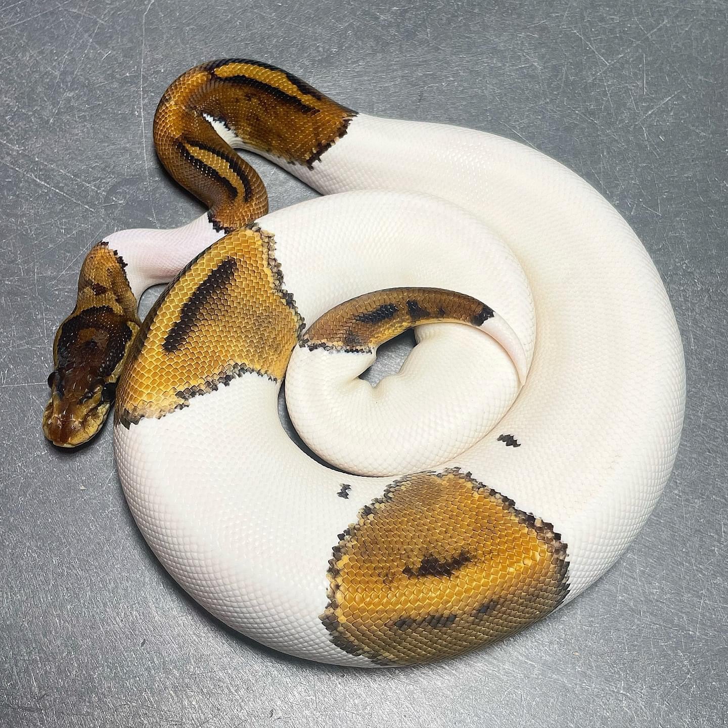 (Leo/Super Leo) HRA Pied Female Ball Python