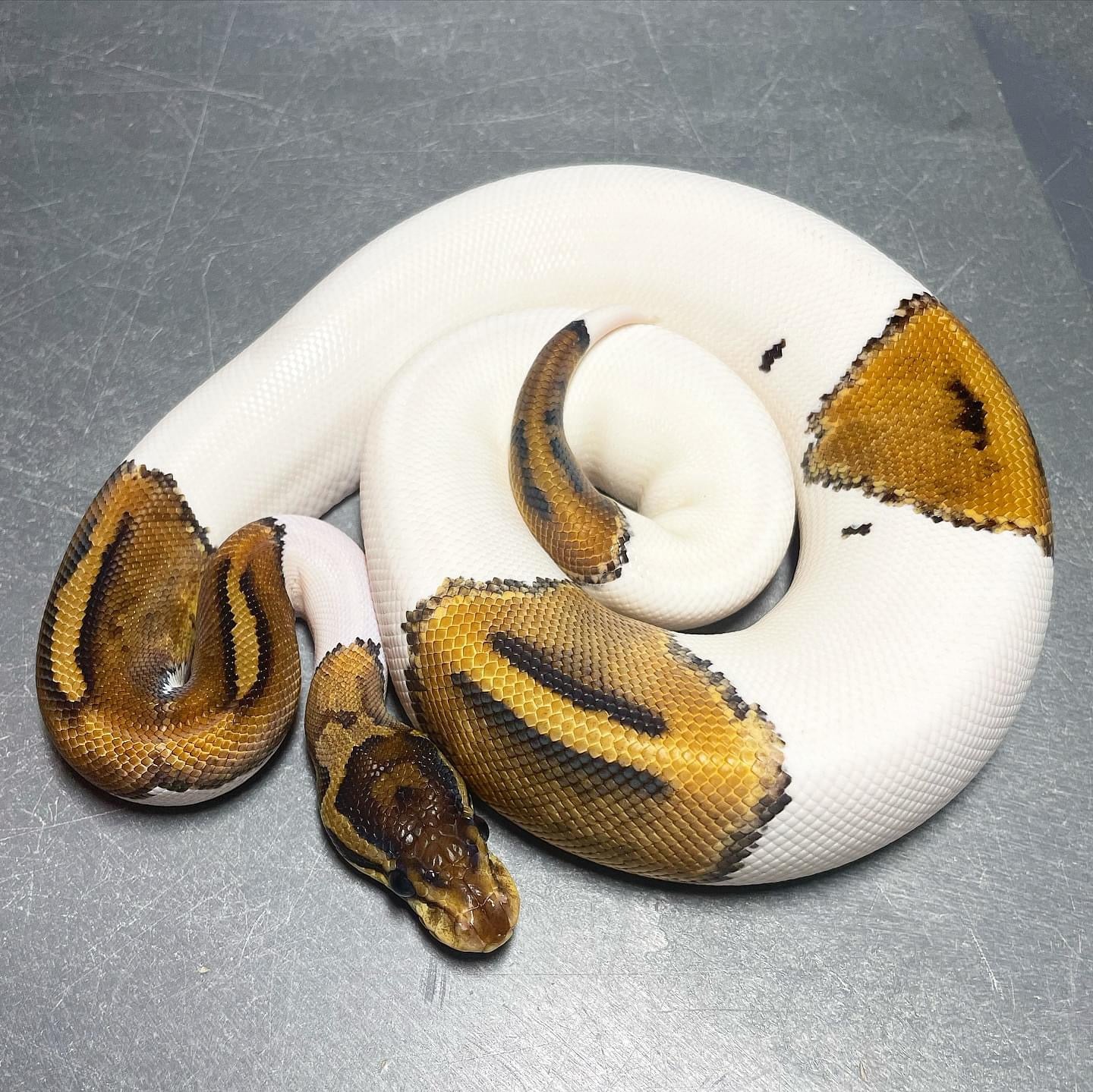 Leo Super Leo HRA Pied Ball Python For Sale – Trademark Exotics
