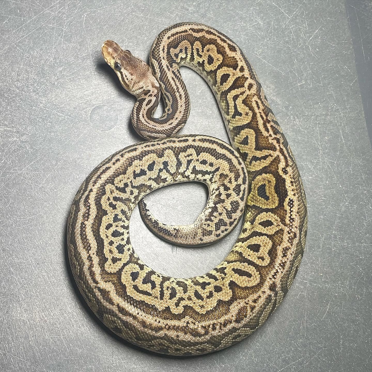 Pastel Red Axanthic Het Pied pos. Leo Male Ball Python