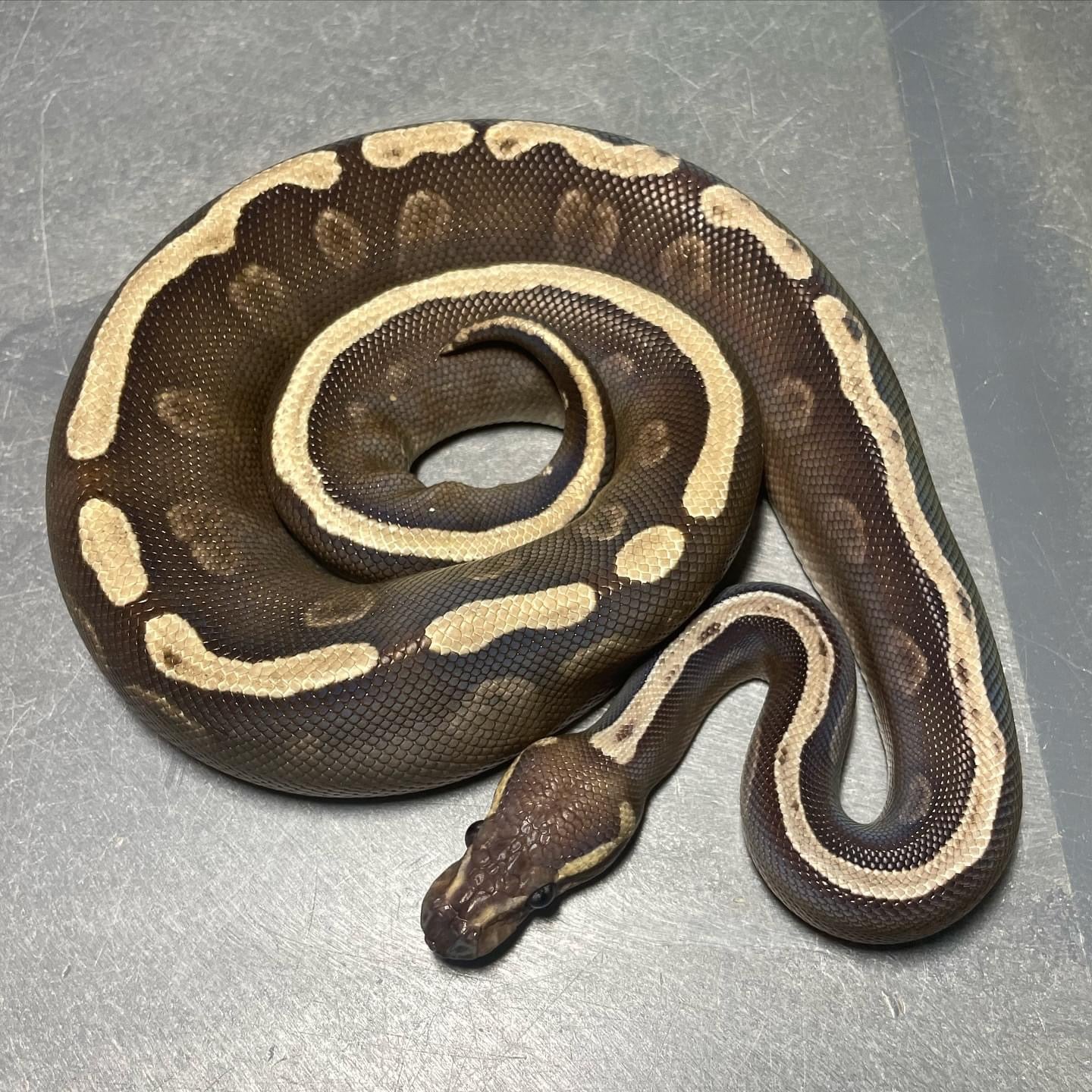 GHI Mojave Het Pied pos. Yellowbelly Male Ball Python