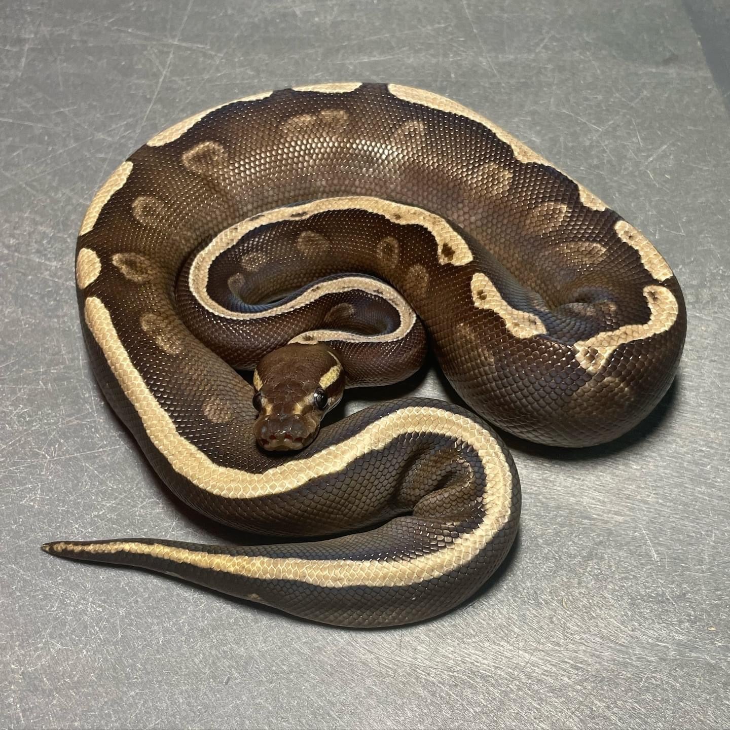 GHI Mojave Het Pied pos. Yellowbelly Male Ball Python