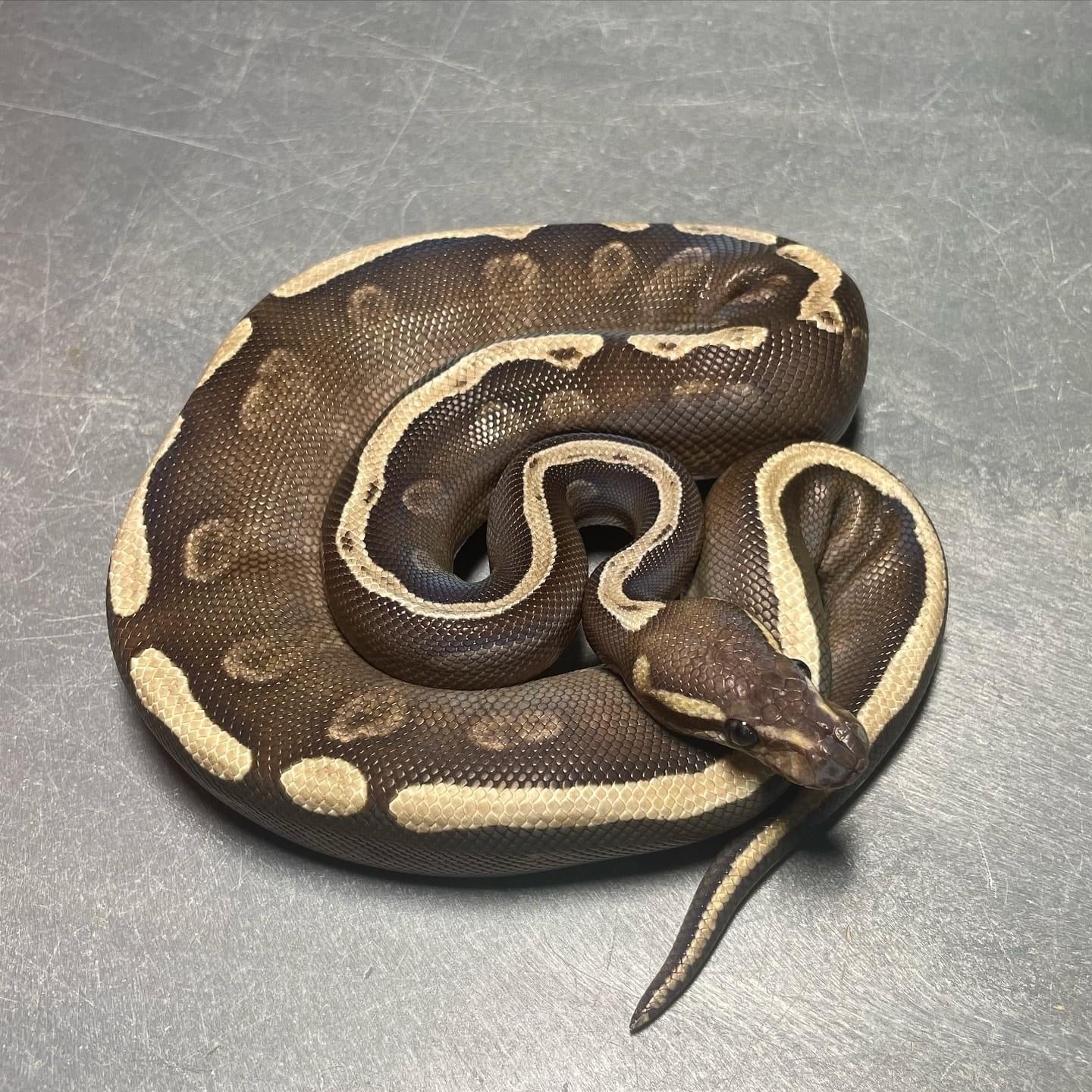 GHI Mojave Het Pied pos. Yellowbelly Male Ball Python