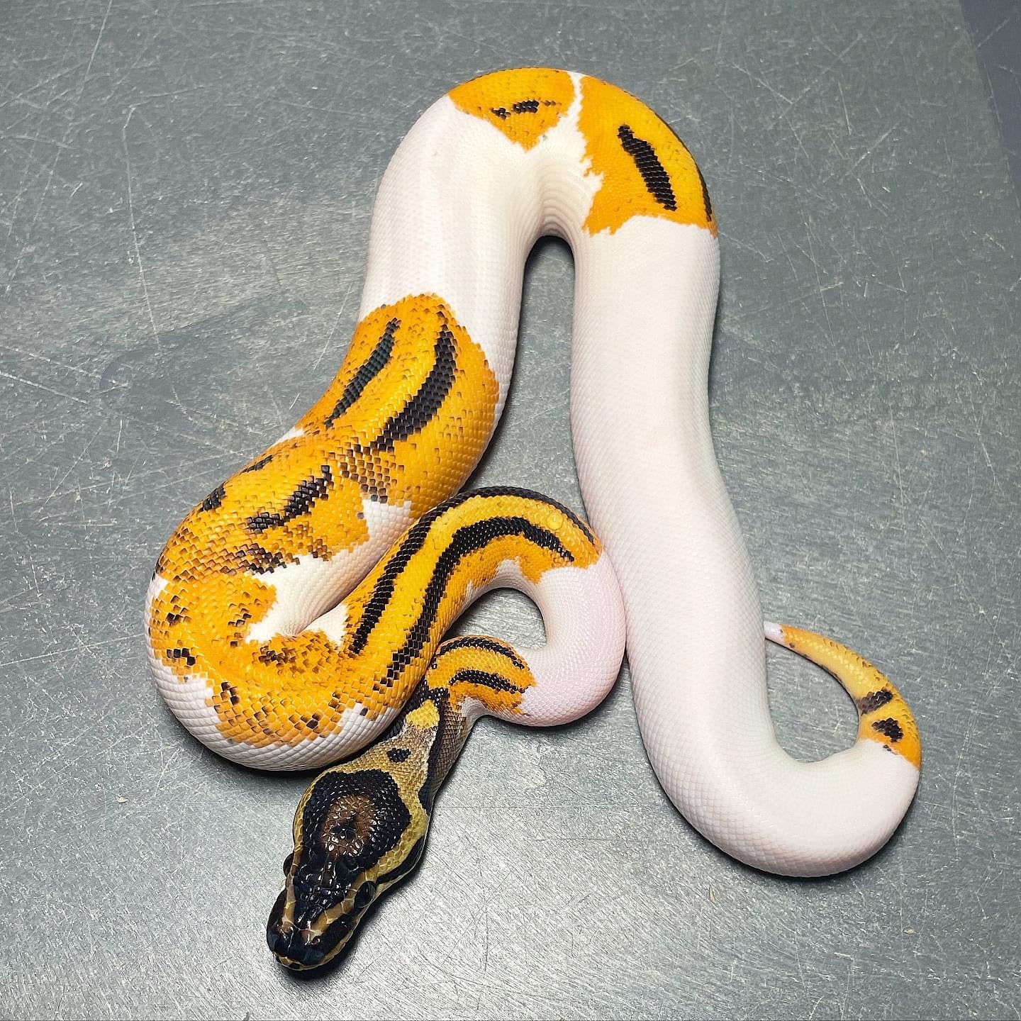 Orange Dream Yellowbelly Pied Male Ball Python