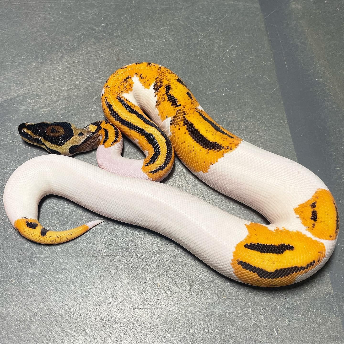 Orange Dream Yellowbelly Pied Male Ball Python