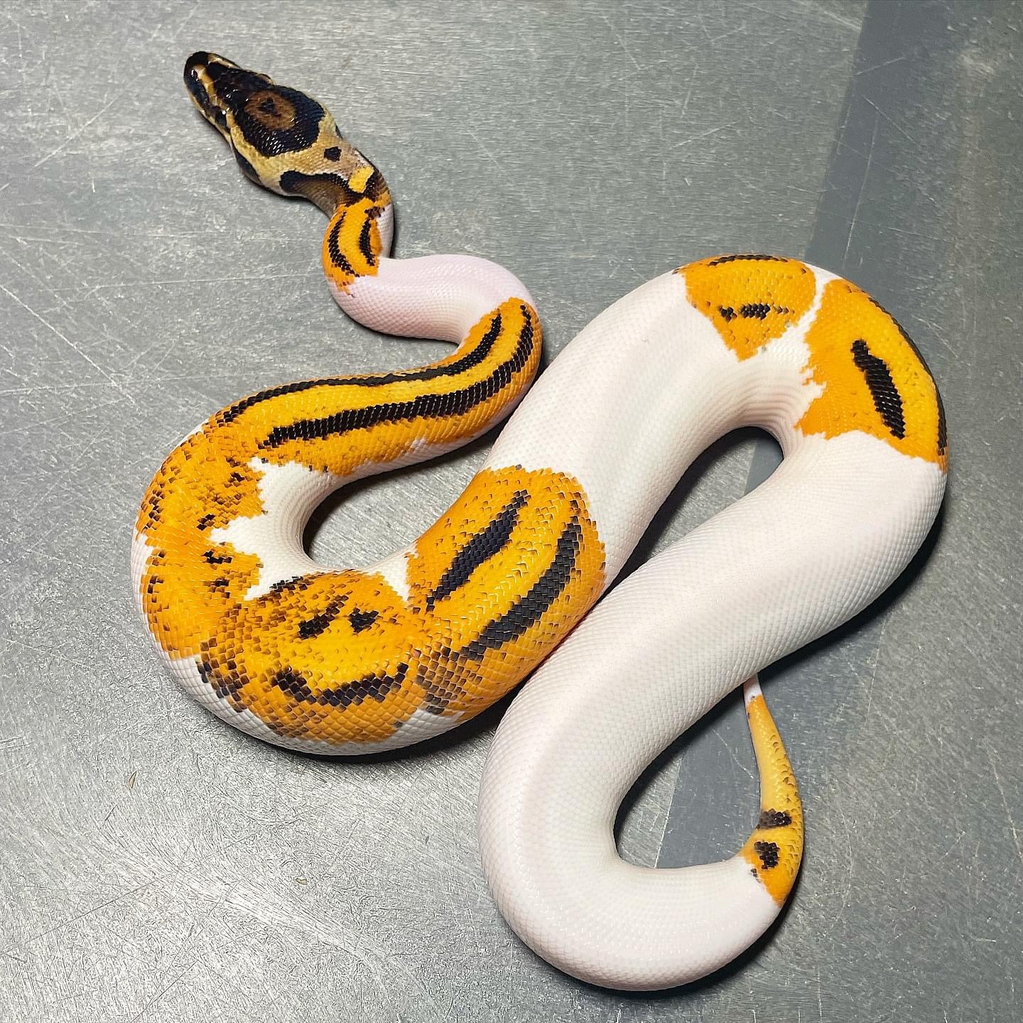 Orange Dream Yellowbelly Pied Male Ball Python