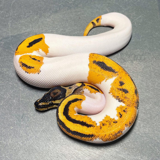 Orange Dream Yellowbelly Pied Male Ball Python