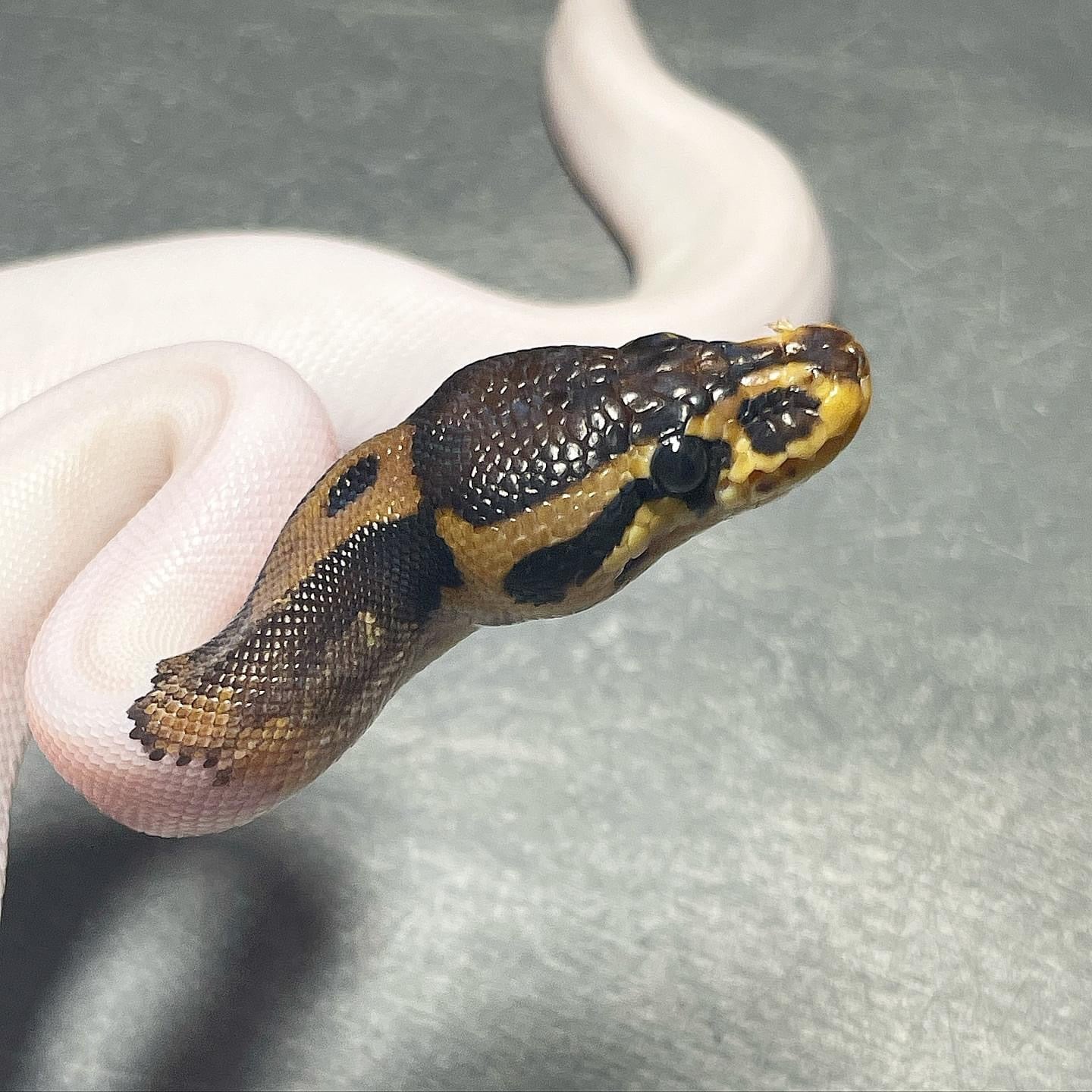 Leopard HRA Pied Female Ball Python