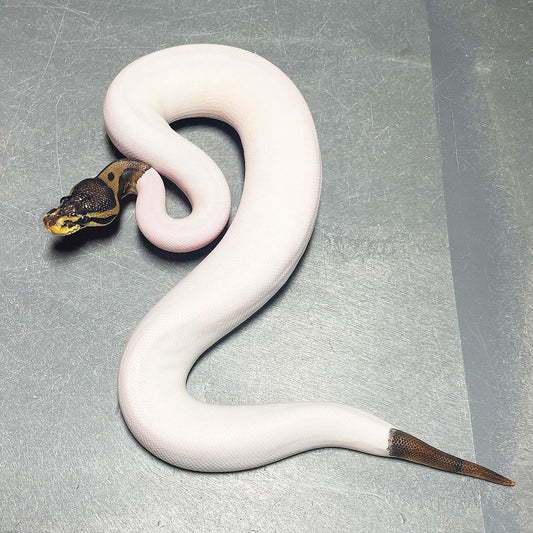 Leopard HRA Pied Female Ball Python