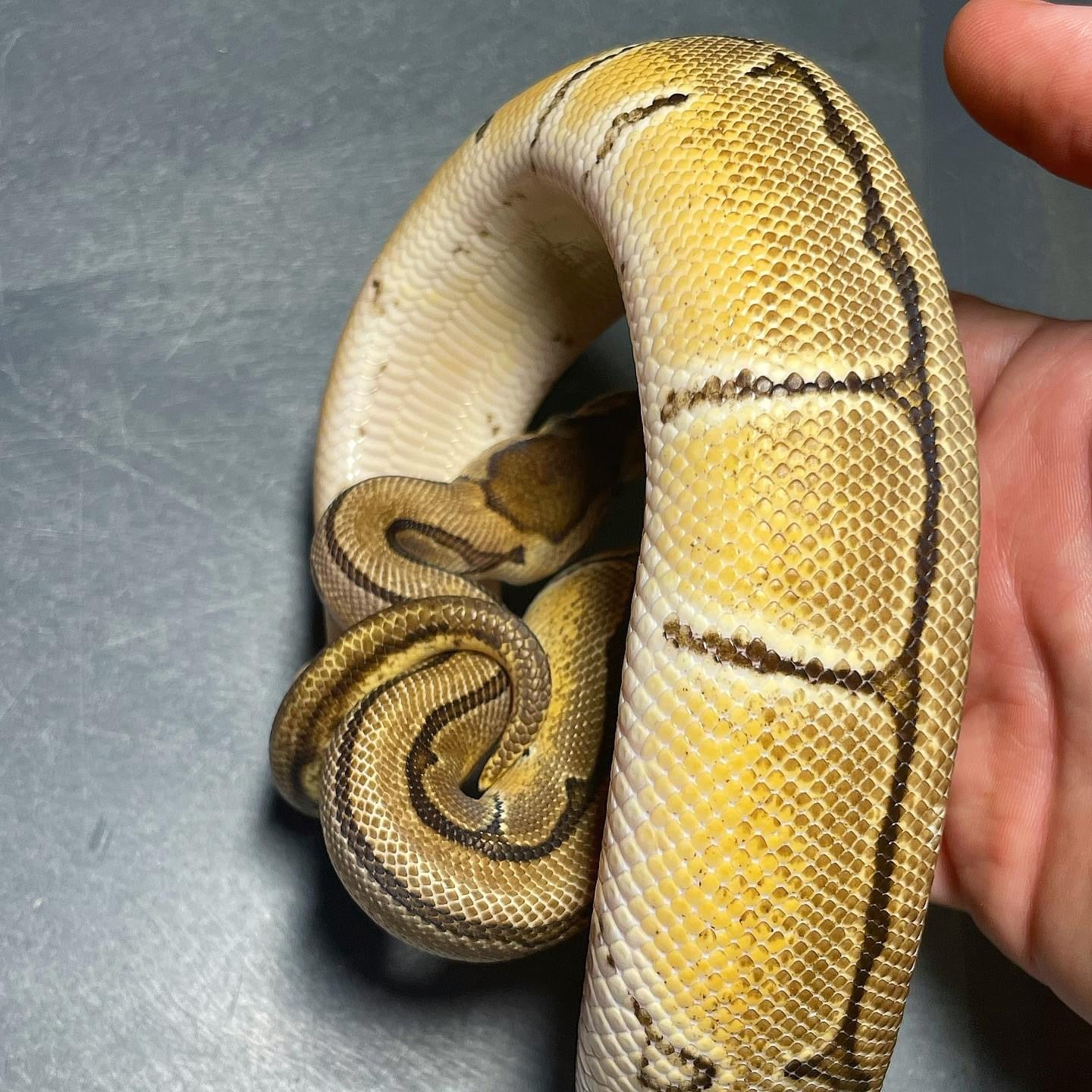 Orange Dream Pinstripe Het Pied Female Ball Python