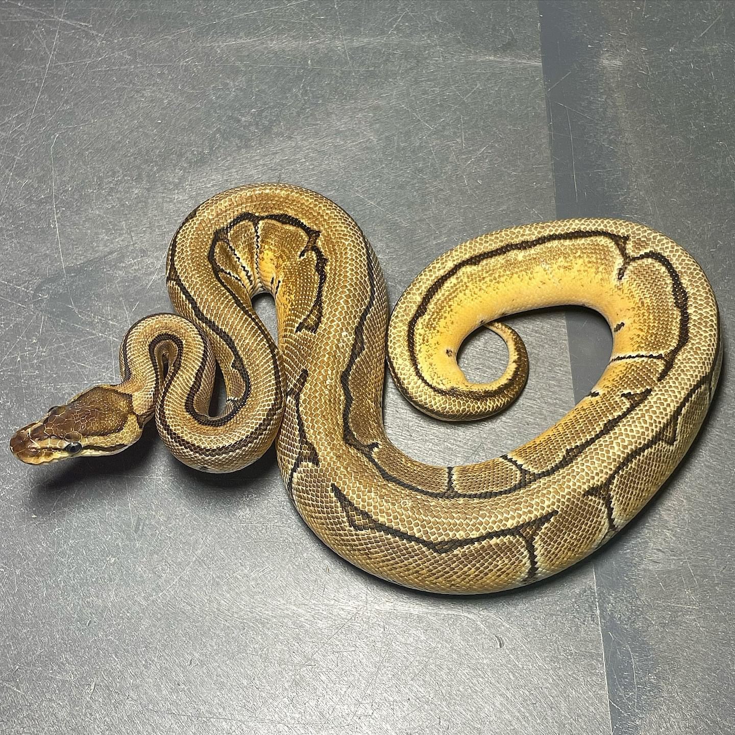 Orange Dream Pinstripe Het Pied Female Ball Python