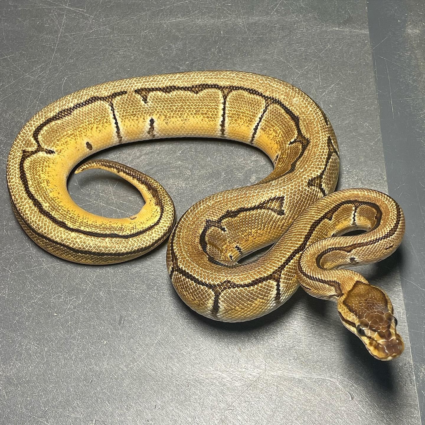 Orange Dream Pinstripe Het Pied Female Ball Python