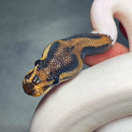 Leopard Yellowbelly Pied Male Ball Python