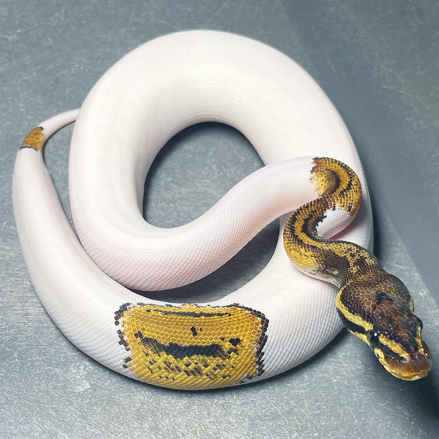 Leopard Pastel Yellowbelly Pied Female Ball Python