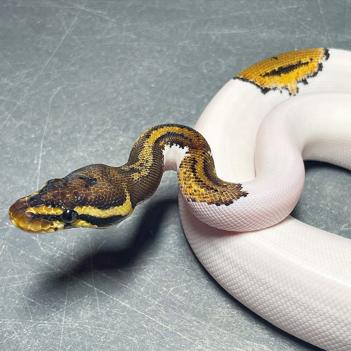 Leopard Pastel Yellowbelly Pied Female Ball Python