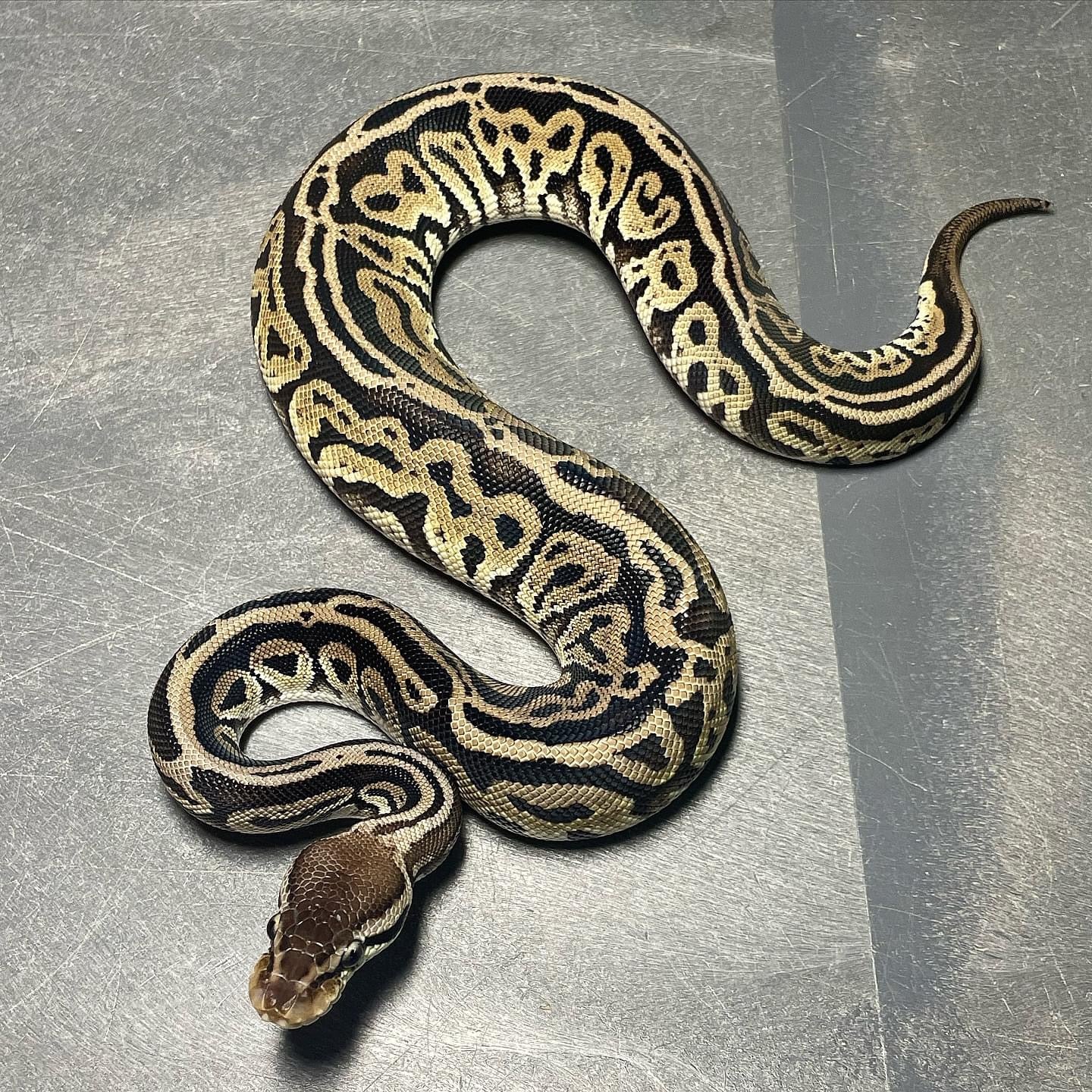 Onyx Het Pied Female Ball Python