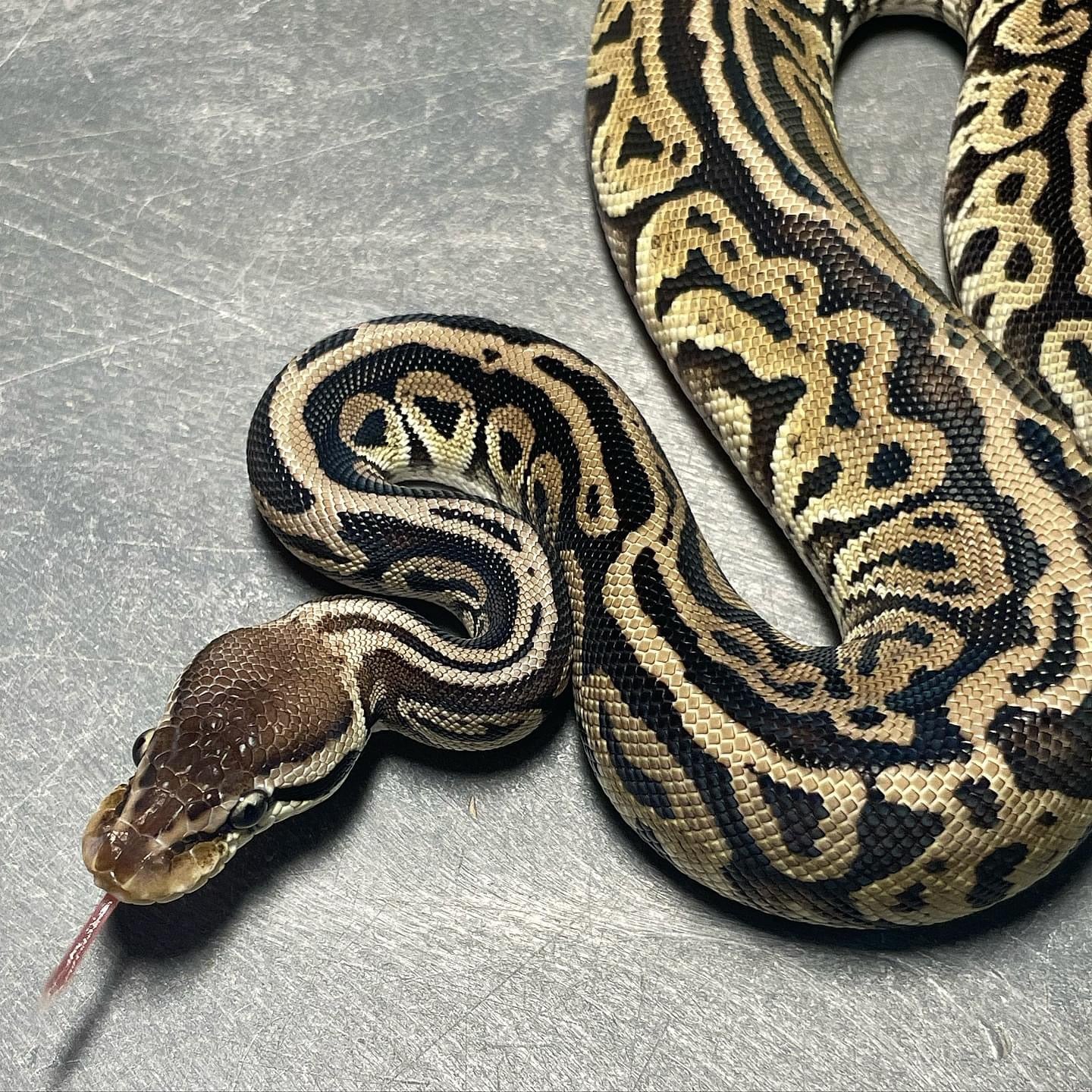 Onyx Het Pied Female Ball Python