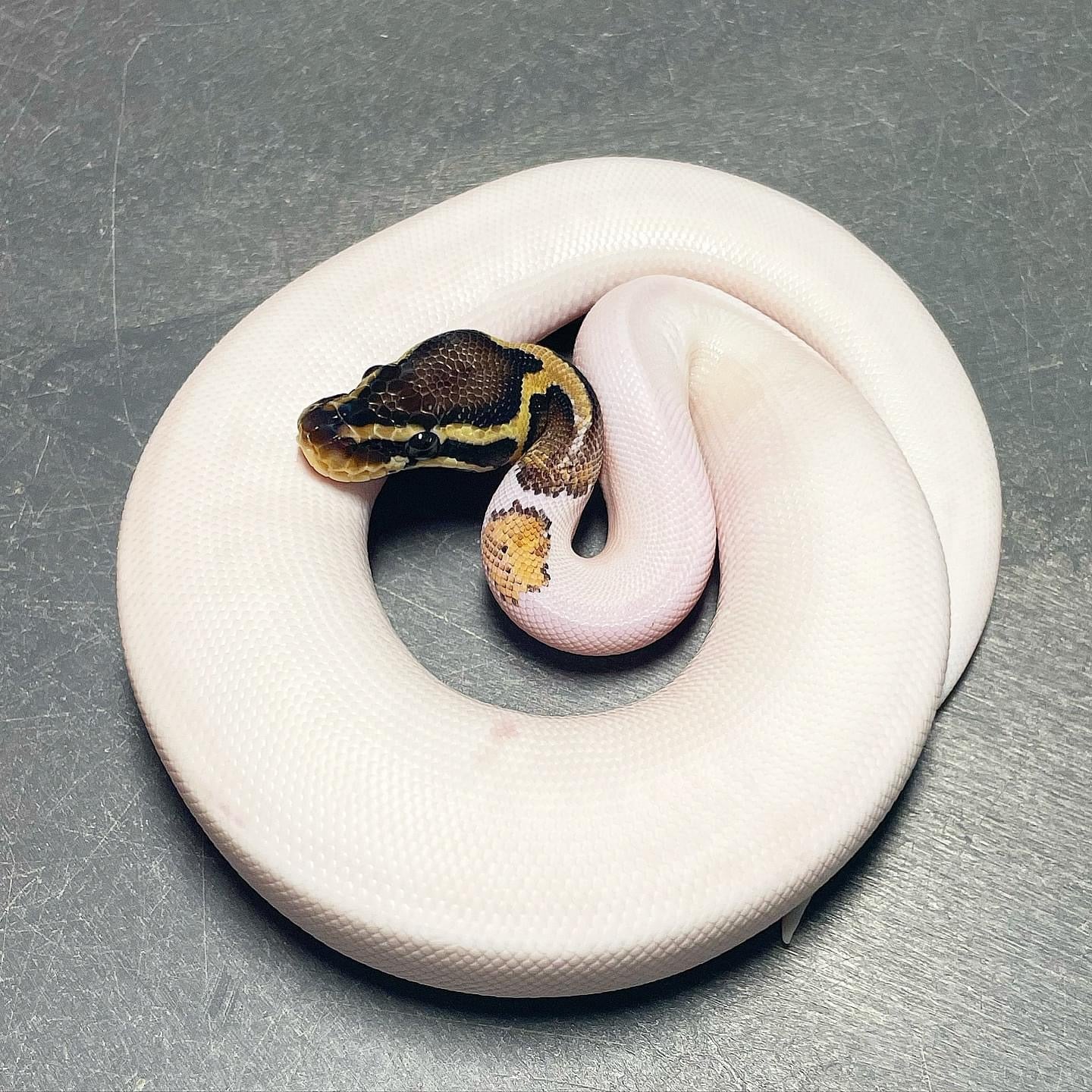 Sandblast Pastel Pied Female Ball Python