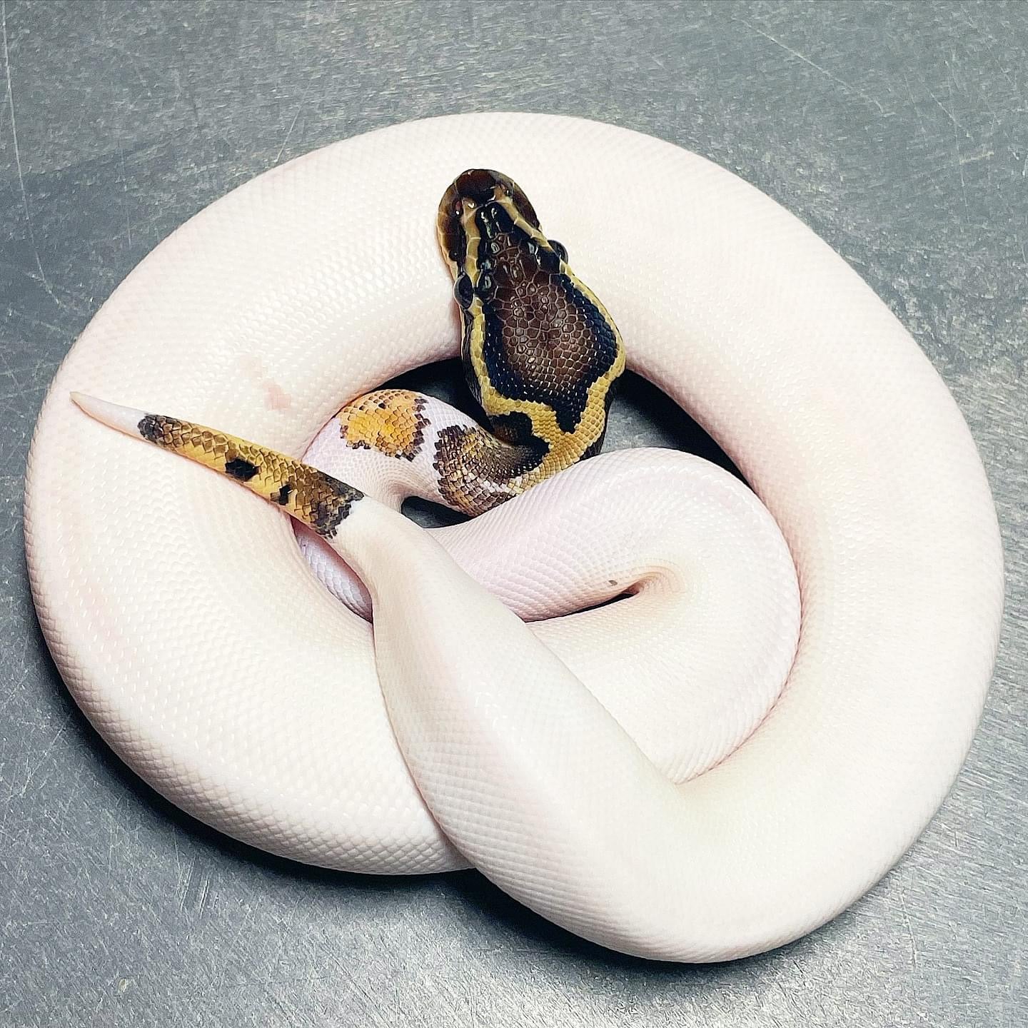 Sandblast Pastel Pied Female Ball Python