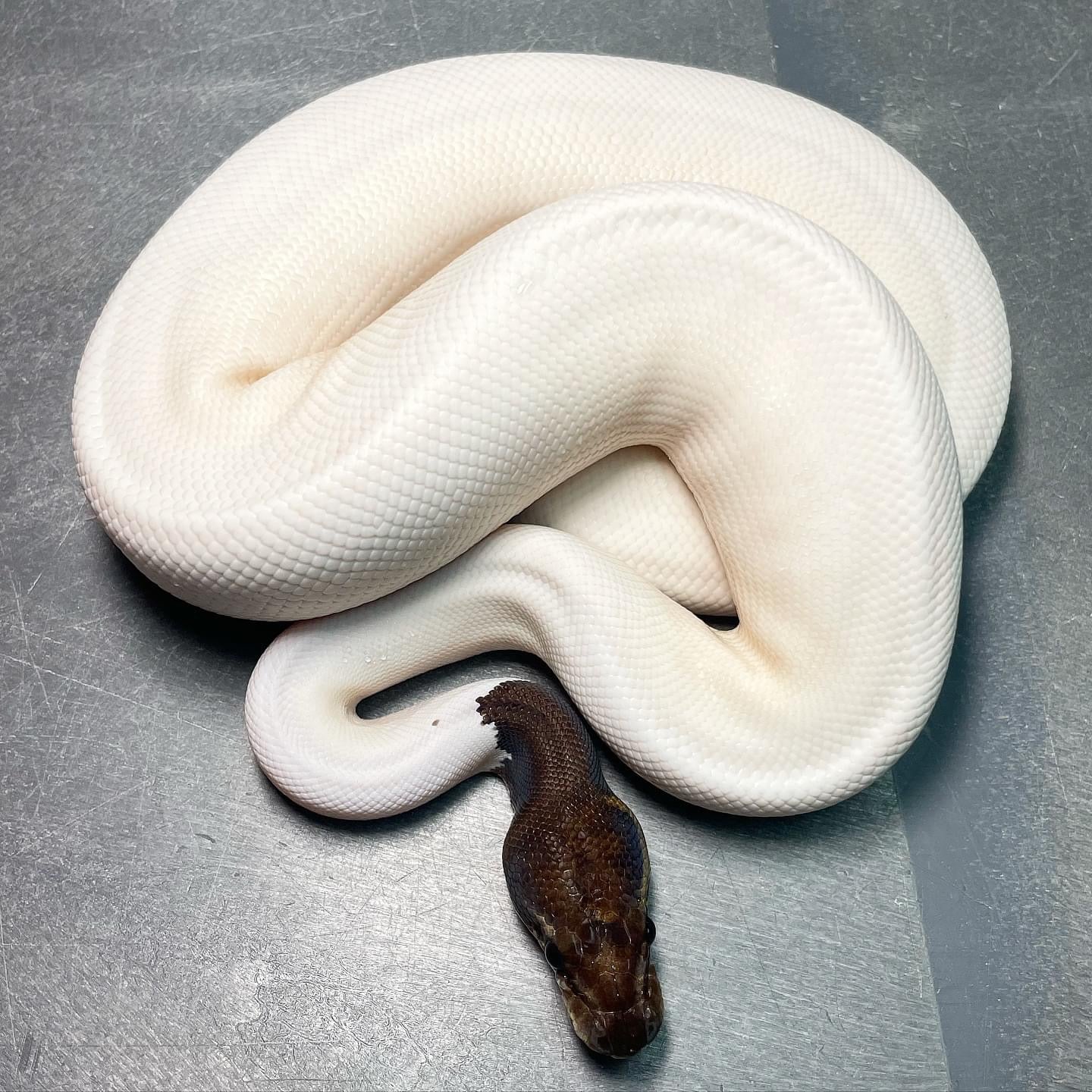Lavender Bal Python Leopard Mojave Pied Het Lavender Ball Python For Sale – Trademark Exotics