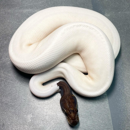 Leopard Mojave Pied Het Lavender Female Ball Python