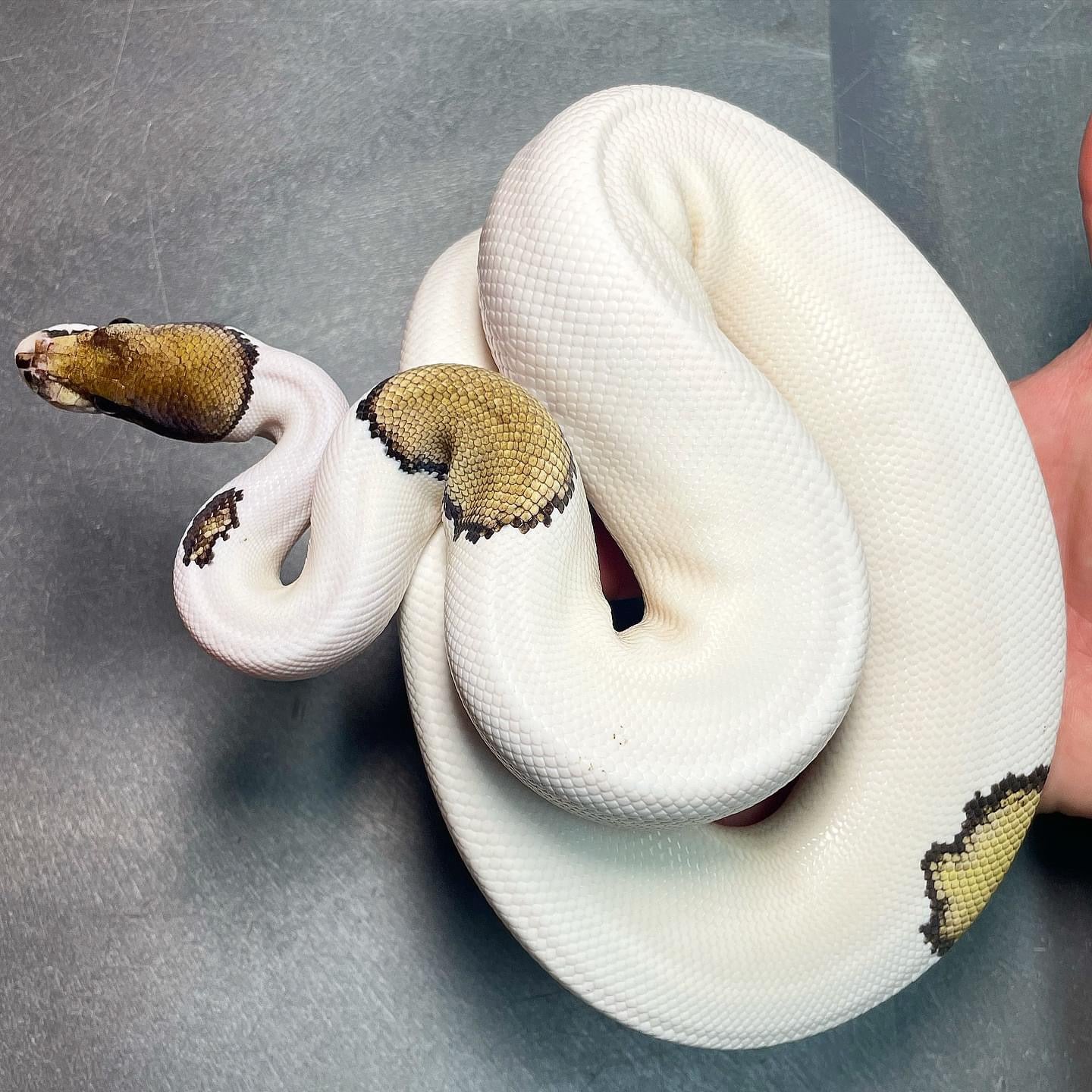 Mojave Pied Het Lavender (Pin, Enchi) Female sub-adult