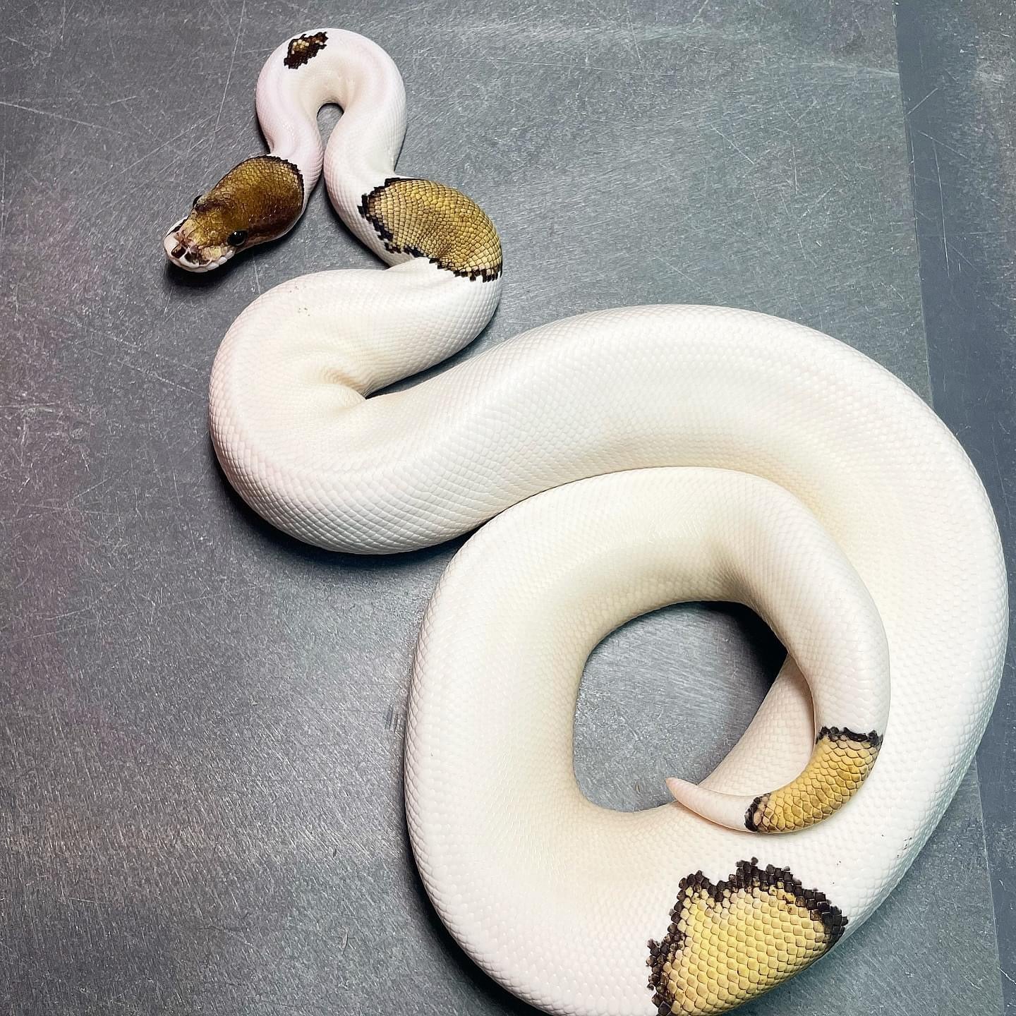 Mojave Pied Het Lavender (Pin, Enchi) Female sub-adult