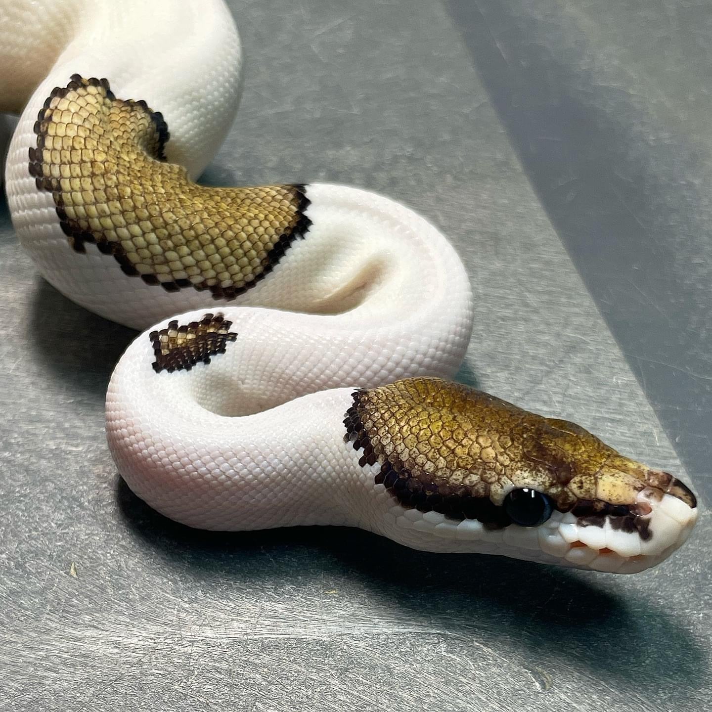 Mojave Pied Het Lavender (Pin, Enchi) Female sub-adult