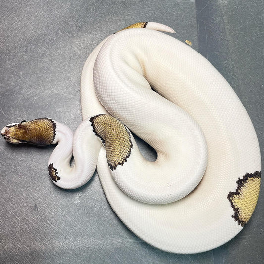 Mojave Pied Het Lavender (Pin, Enchi) Female sub-adult