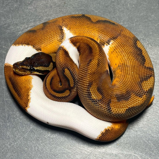 Cinnamon Enchi Pied Male Ball Python