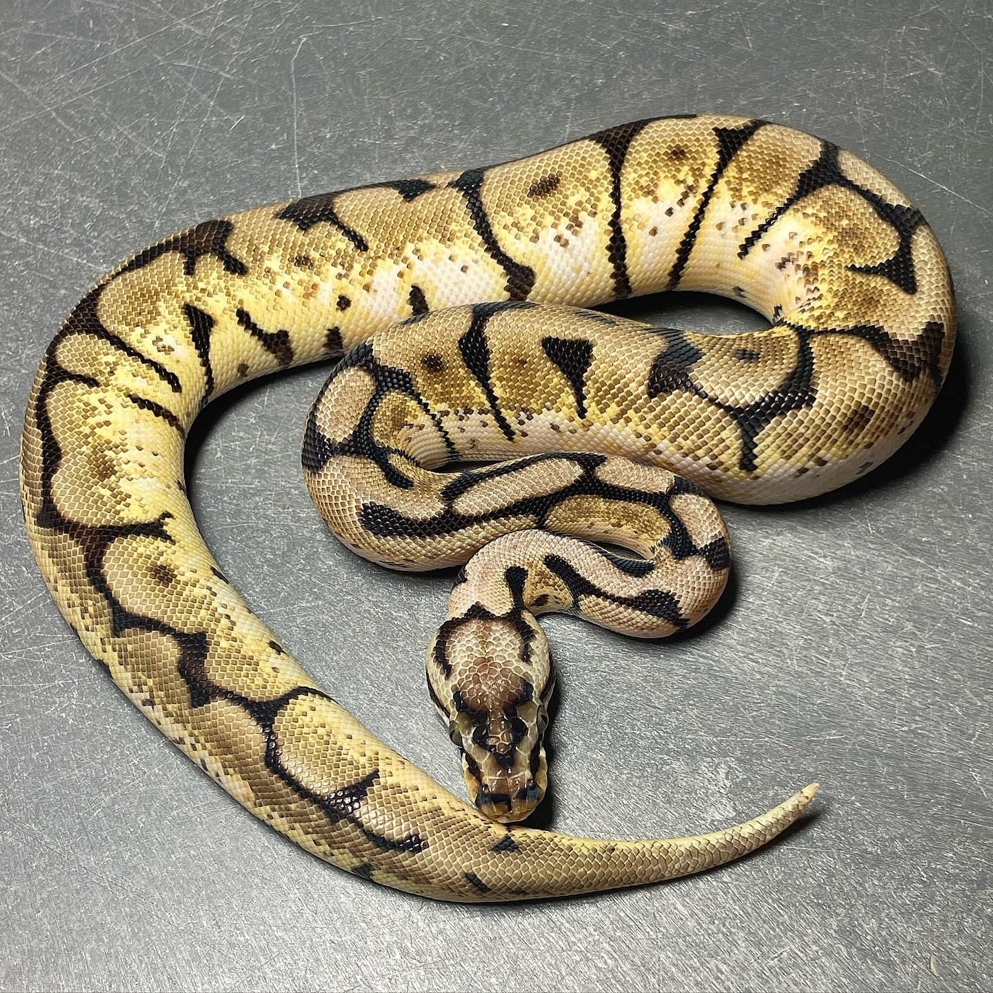 Bee Het Pied pos. Sandblast Female Ball Python For Sale – Trademark Exotics